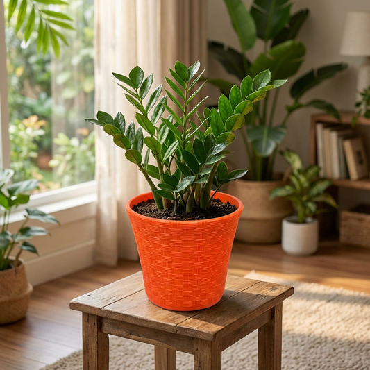 Rattan Pot